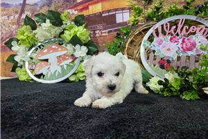 Luciano - Bichon Frise for sale