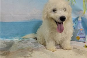 Hilton - Bichon Frise for sale