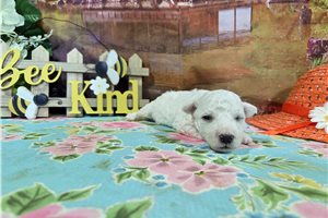 Lincoln - Bichon Frise for sale