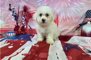 Logan - Bichon Frise for sale