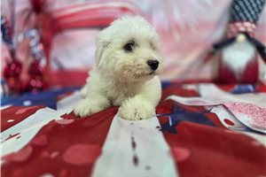 Luke - Bichon Frise for sale