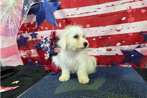 Lincoln - Bichon Frise for sale