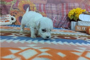 Daniel - Bichon Frise for sale