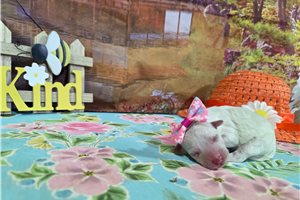 Leilani - puppy for sale