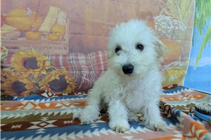 Leonardo - Bichon Frise for sale