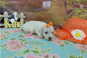 Loretta - puppy for sale