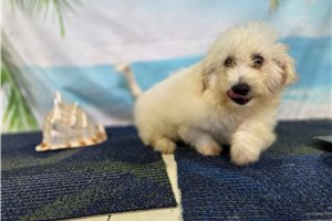 Ledger - Bichon Frise for sale