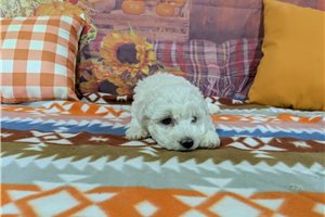 Saber - Bichon Frise for sale