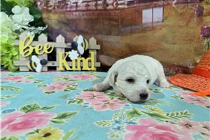 Lewis - Bichon Frise for sale