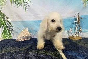 Lawson - Bichon Frise for sale