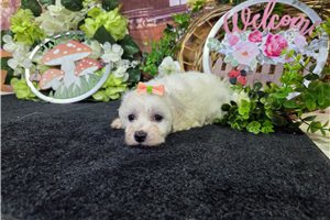 Loretta - Bichon Frise for sale