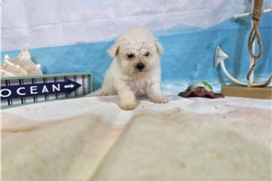 Leonardo - Bichon Frise for sale