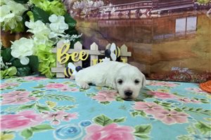 Luciano - puppy for sale