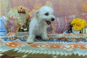 Leonardo - Bichon Frise for sale
