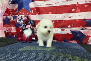 Leonardo - Bichon Frise for sale