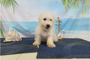 Logan - Bichon Frise for sale