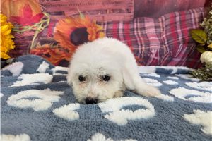 Konrad - puppy for sale