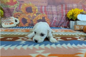 Cedric - Bichon Frise for sale