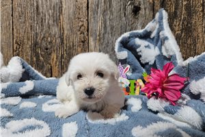 Glinda - puppy for sale