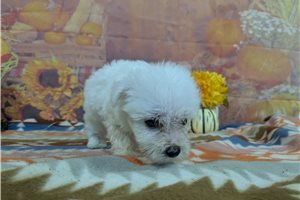 Denzel - Bichon Frise for sale