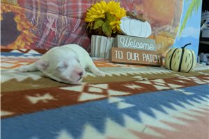 Daniel - puppy for sale