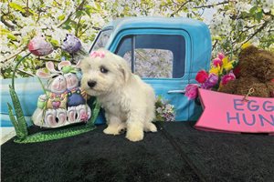 Ruth - puppy for sale