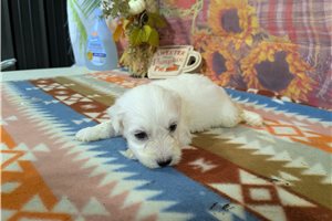 Cassius - Bichon Frise for sale