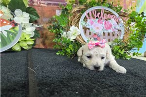 Leilani - Bichon Frise for sale