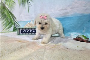 Leah - puppy for sale