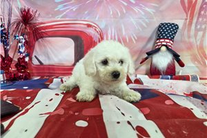 Landon - Bichon Frise for sale