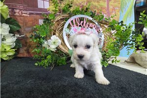 Layla - Bichon Frise for sale