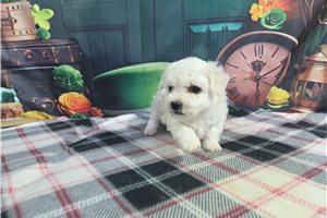 Hobbs - puppy for sale