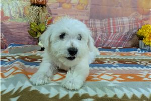 Cassius - Bichon Frise for sale