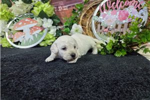 Landon - Bichon Frise for sale