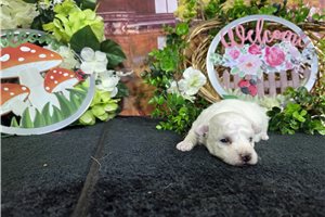 Leonardo - Bichon Frise for sale