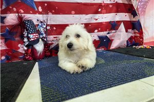 Ledger - Bichon Frise for sale