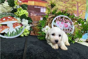 Lawson - Bichon Frise for sale