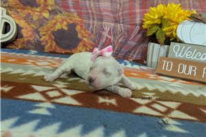 Cara - puppy for sale
