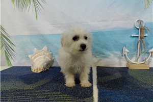 Leonardo - Bichon Frise for sale