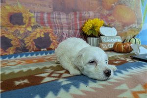 Casper - Bichon Frise for sale
