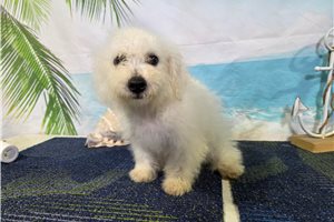 Lewis - Bichon Frise for sale