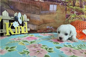Lawson - puppy for sale