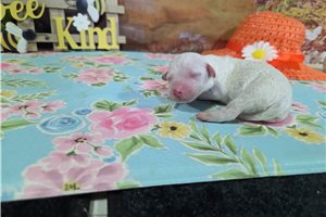 Landon - puppy for sale