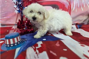 Lawson - Bichon Frise for sale