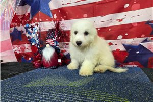 Luke - Bichon Frise for sale
