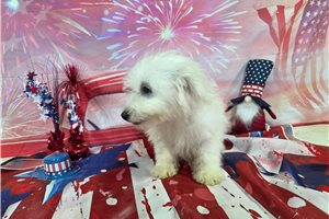 Hilton - Bichon Frise for sale
