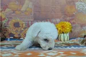 Cecil - Bichon Frise for sale