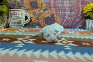 Casper - puppy for sale