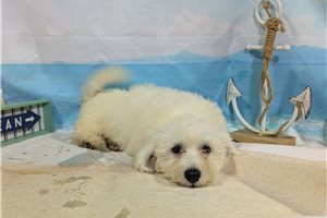 Lewis - Bichon Frise for sale