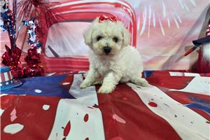Leah - Bichon Frise for sale